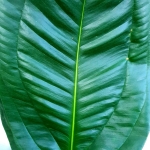 Anthurium ovatifolium