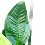 Anthurium ovatifolium