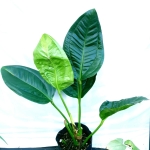 Anthurium ovatifolium