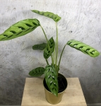 Calathea leopardina L