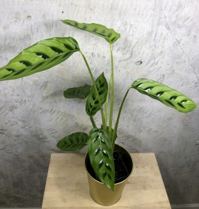  Calathea leopardina