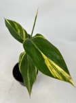 Alpinia variegata - S