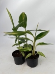 Alpinia variegata - S