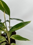 Alpinia variegata - S