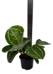 Goeppertia roseopicta green  S (2 gat)