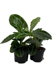 Goeppertia roseopicta green  S (2 gat)