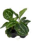 Goeppertia roseopicta green  S (2 gat)