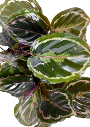 Goeppertia (Calathea) roseopicta medallion (1)