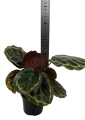 Goeppertia (Calathea) roseopicta medallion - M