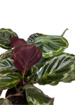 Goeppertia (Calathea) roseopicta medallion - M