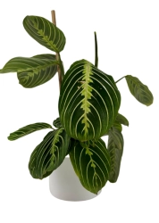 Maranta lemon lime  L - 2 gatunek