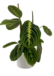 Maranta lemon lime  L - 2 gatunek