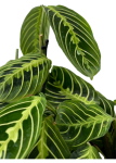 Maranta lemon lime - M