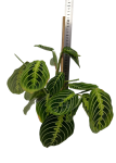 Maranta lemon lime - M