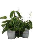 Maranta lemon lime - M