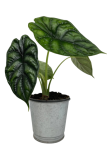 Alocasia Dragon Scale - M