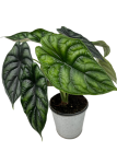 Alocasia Dragon Scale - M