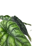 Alocasia Dragon Scale - M