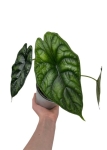 Alocasia Dragon Scale - M