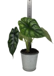 Alocasia Dragon Scale - M