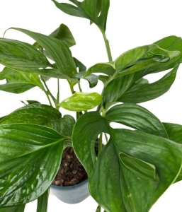 Monstera pinnatipartita (1)