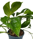 Monstera pinnatipartita - XL