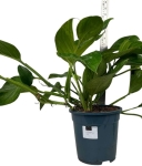Monstera pinnatipartita - XL