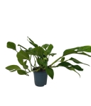 Monstera pinnatipartita - XL
