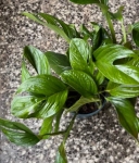 Monstera pinnatipartita - XL