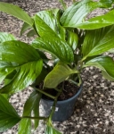 Monstera pinnatipartita - XL