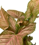 Syngonium pink flecked XL