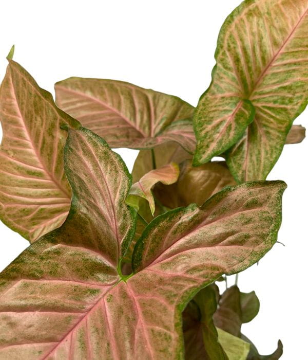 Syngonium pink flecked XL