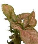 Syngonium pink flecked XL