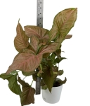 Syngonium pink flecked XL