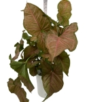 Syngonium pink flecked XL