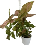 Syngonium pink flecked XL