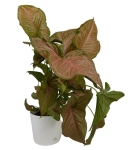 Syngonium pink flecked XL