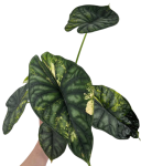 Alocasia Dragon scale variegata - numer 1
