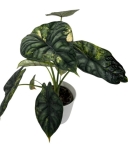 Alocasia Dragon scale variegata - numer 1