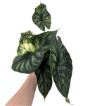 Alocasia Dragon scale variegata - numer 1