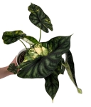 Alocasia Dragon scale variegata - numer 1