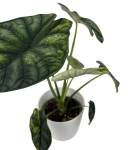 Alocasia Dragon scale variegata - numer 1