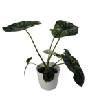 Alocasia Dragon scale variegata - numer 1