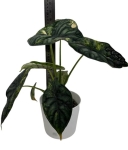 Alocasia Dragon scale variegata - numer 1