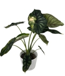 Alocasia Dragon scale variegata - numer 2