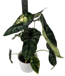 Alocasia Dragon scale variegata - numer 2