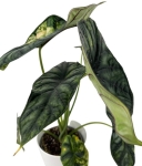 Alocasia Dragon scale variegata - numer 2