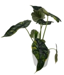 Alocasia Dragon scale variegata - numer 2