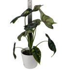 Alocasia Dragon scale variegata - numer 2