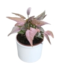 Syngonium 1510